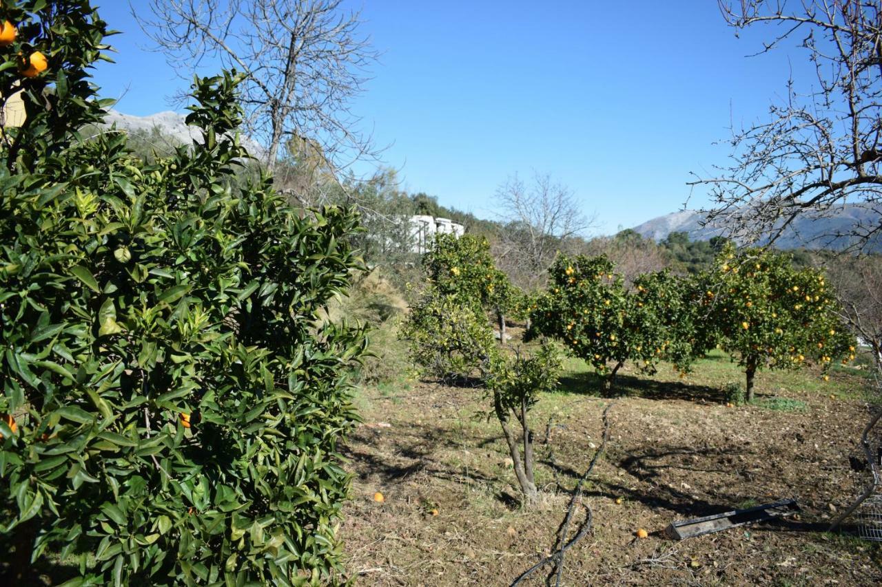 Casa El Pino ξενώνας Cortes de la Frontera Εξωτερικό φωτογραφία